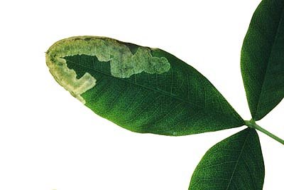 a thin gallery widens to form a blotch