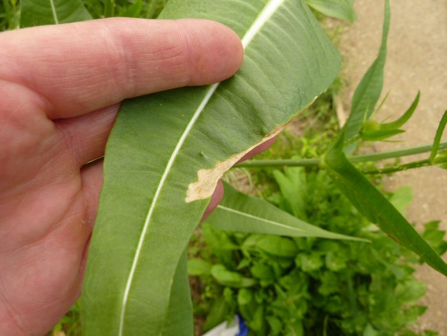 forms edge mines on the leaf