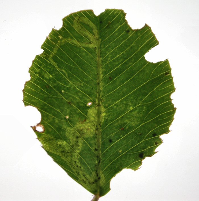 forms twisting mines running initially towards the leaf edge, then turning bac