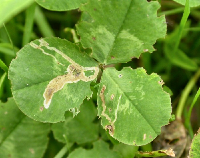 forms twisting mines running initially towards the leaf edge, then turning back