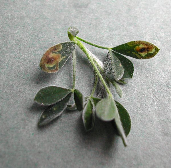 the mine is initially around the leaf edge, then the larva feeds in the centre