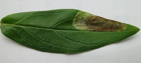 dark blotch formed