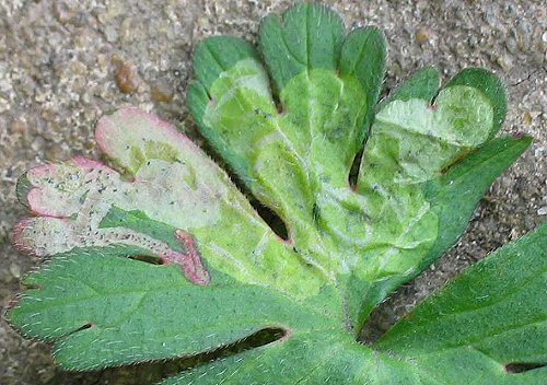 blotch is formed