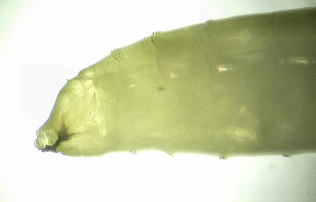 anterior view of larva