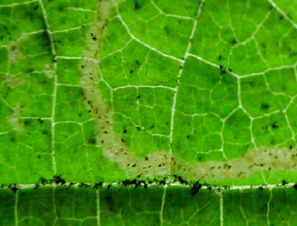 frass in initial gallery