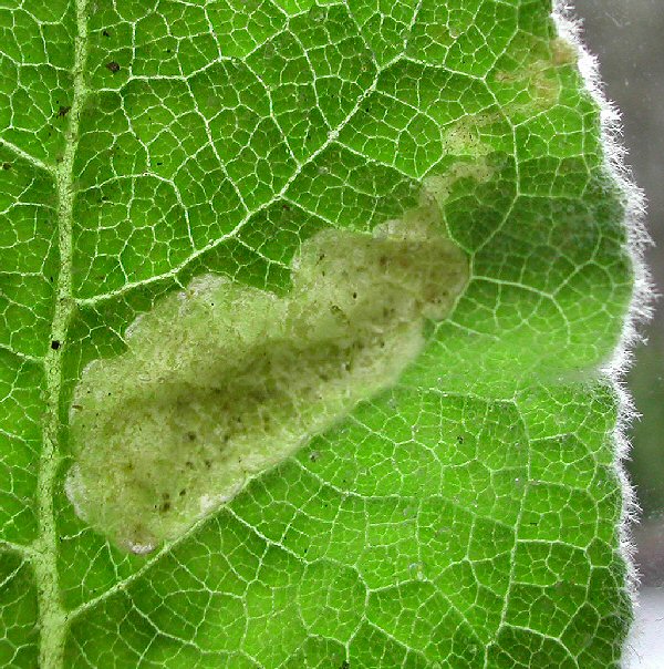 exit hole for larva is bottom left