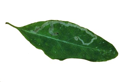 mines may follow the leaf edge