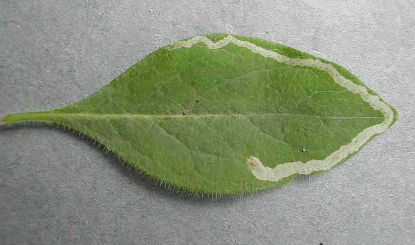 the larva is bottom left