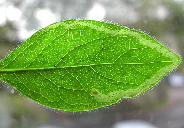 the larva is bottom left