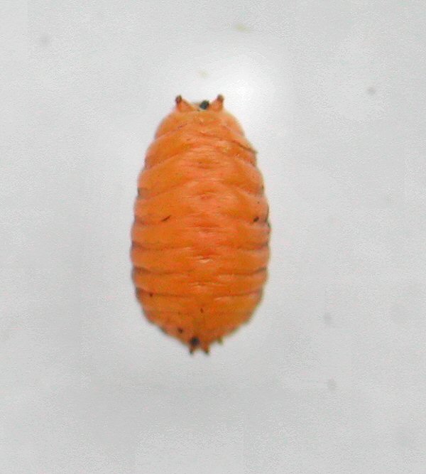 the posterior spiracles have no horn