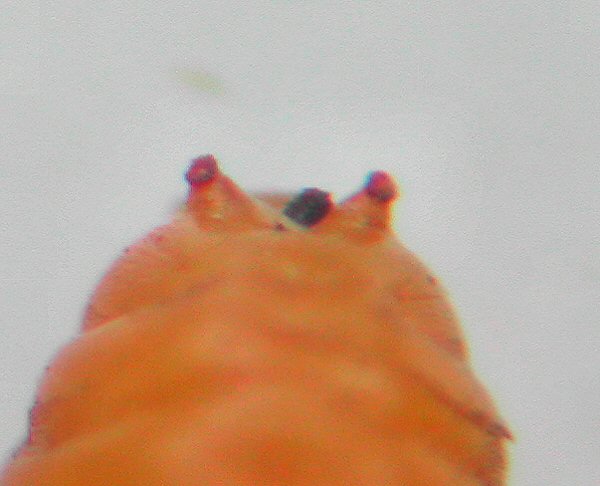 the posterior spiracles have no horn