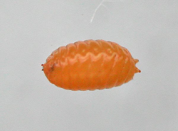 the pupa turns orange