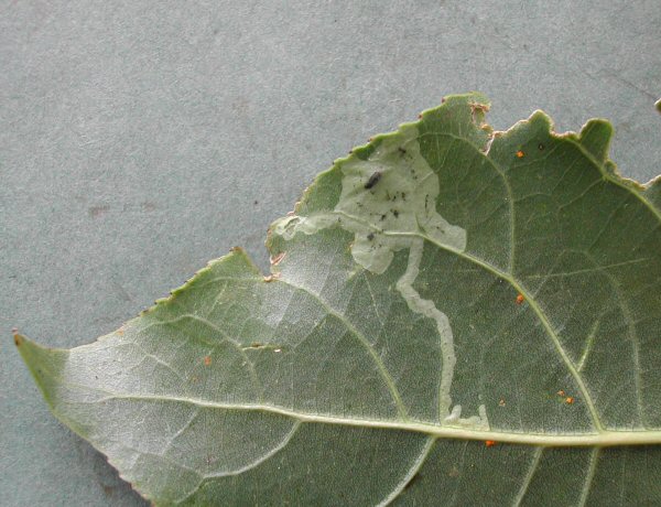 pupation occurs in the mine