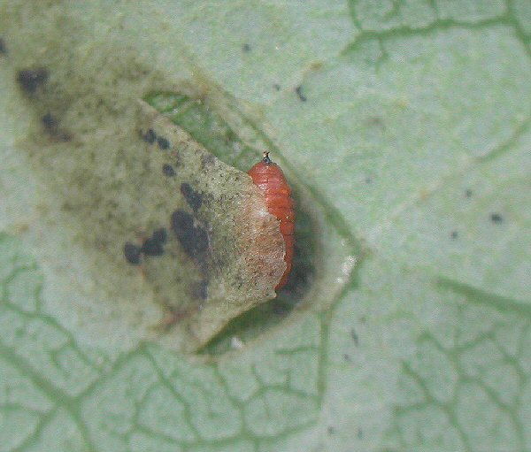 pupa