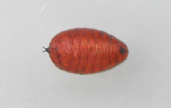 dorsal view