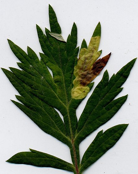 a whitish blotch mine