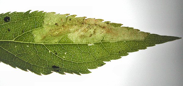 a white blotch initially