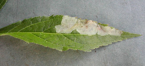 a white blotch initially