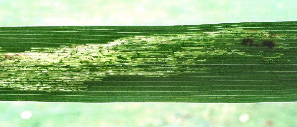 forma a blotch mine