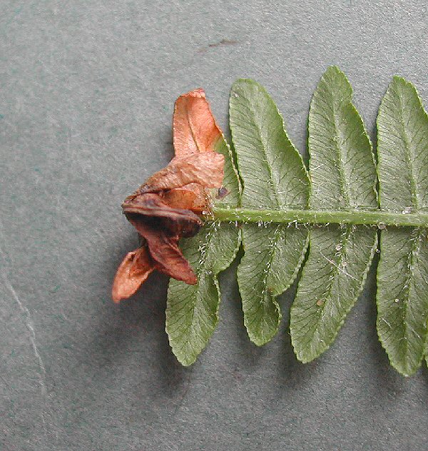 the pinna tip curls downwards