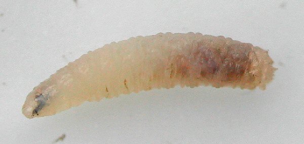 larva