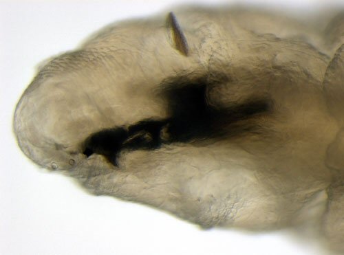 the mouthparts