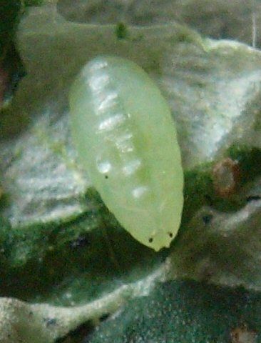 the pupa is green