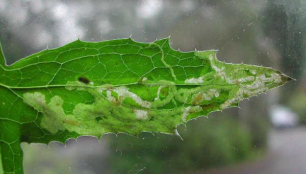note the pupa above the midrib