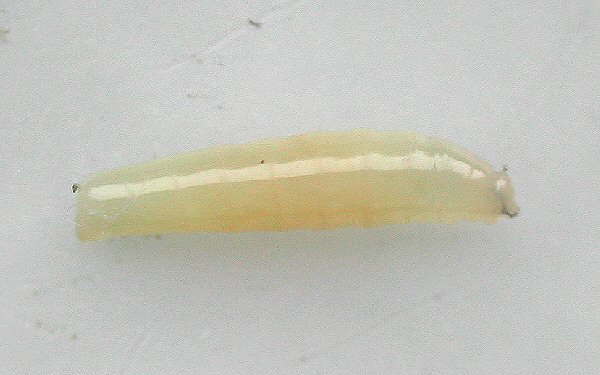 lateral view