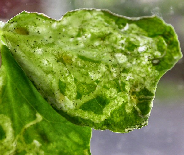 pupae within the mine