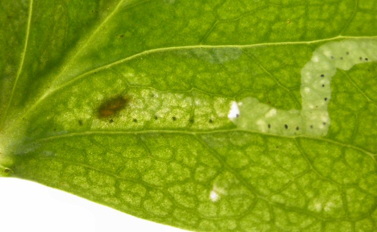pupation is in the mine
