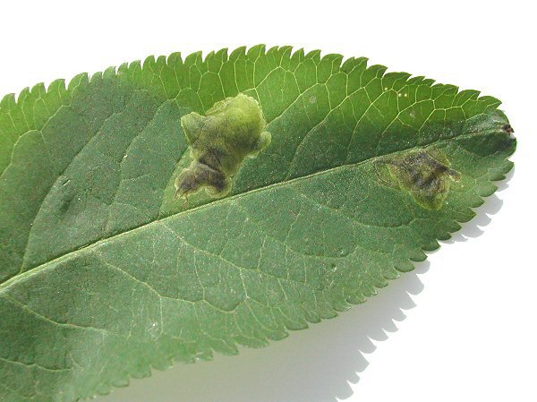 an irregular upper surface blotch