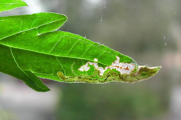 the larva is yellow