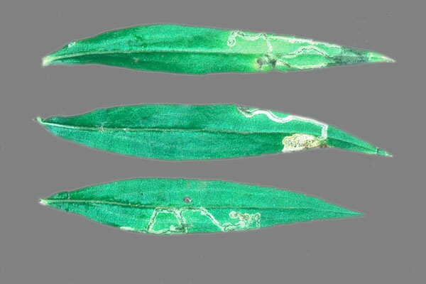 variable mines are formed