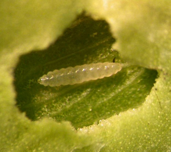 larva