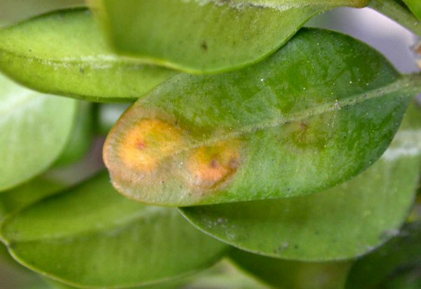 dorsal view of leaf