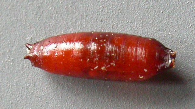 pupa