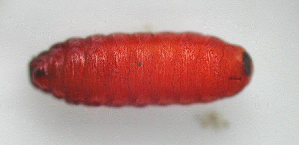 ventral view