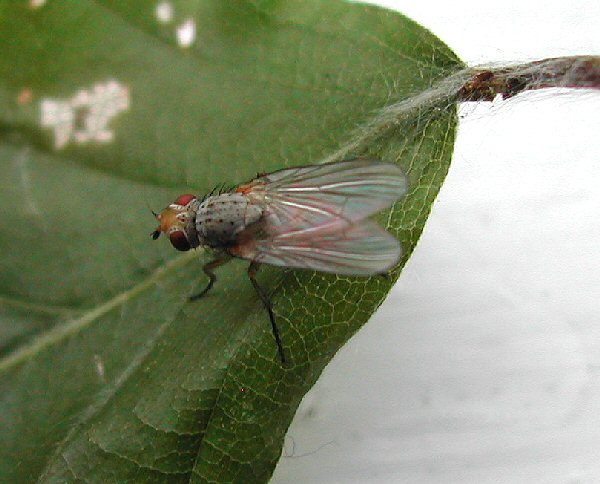adult