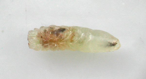ventral view