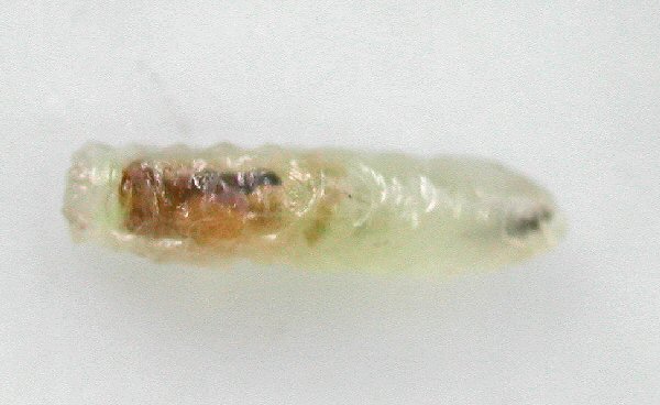 lateral view