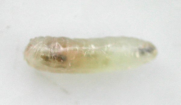 dorsal view