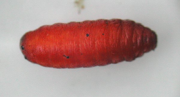 dorsal view