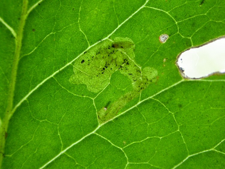 larva in mine