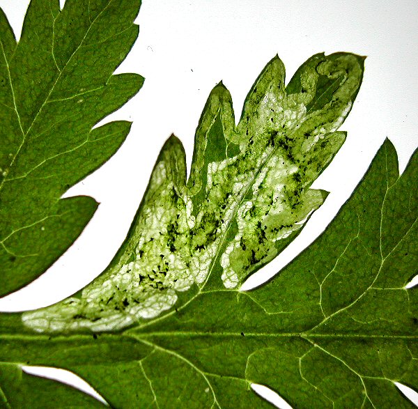 a narrow mine broadening into a blotch