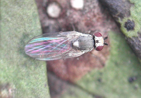 adult