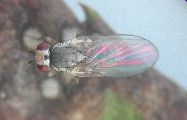 adult