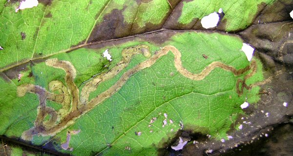 a long narrow twisting mine