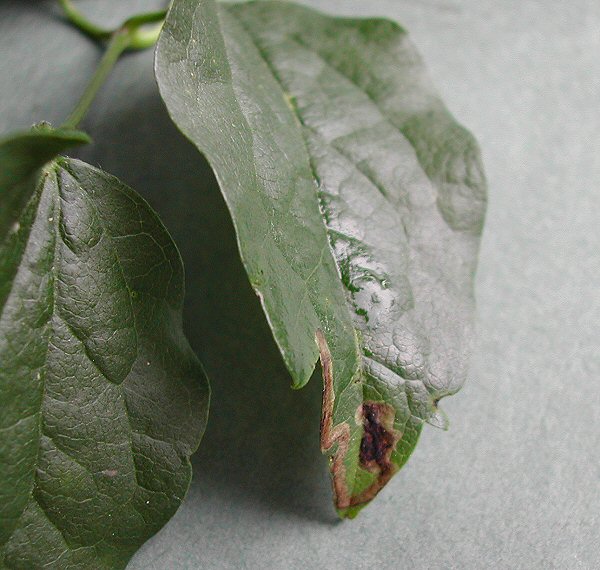 the mine usually starts near the tip of a leaf