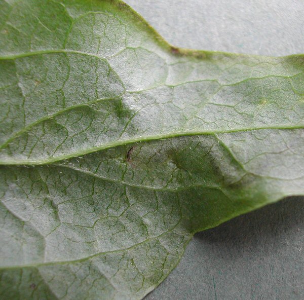 the exit slit on the underside of the leaf is shown